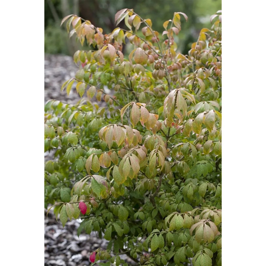 Euonymus Alatus Compactus Flügel-Spindelstrauch, Höhe: 80–100 cm - Bild 2