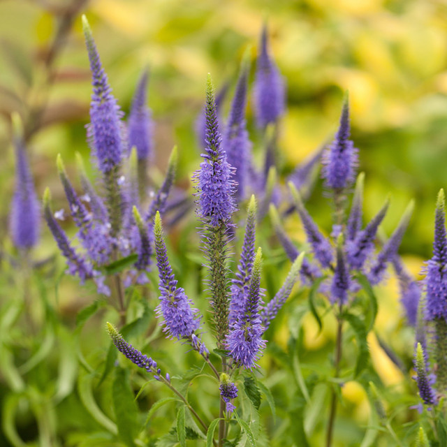 Veronicastrum Kandelaber-Garten-Ehrenpreis Fascination, violette Staude für Sommer und Herbst - Bild 1