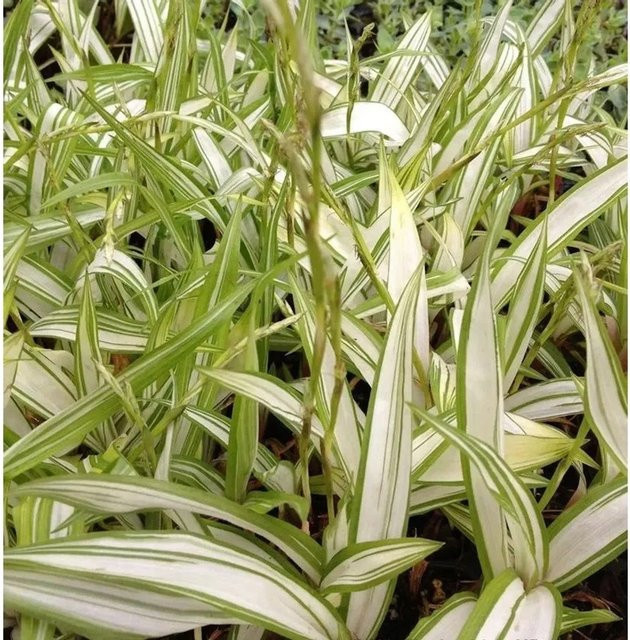 Carex siderosticha Blattsegge Shiro im Topf, grün, Breite: 20,0 cm - Bild 1