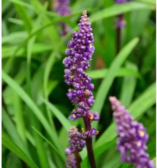 Liriope muscaria Lilientraube Royal Purple - lila Bodendecker für den Garten - Bild 1