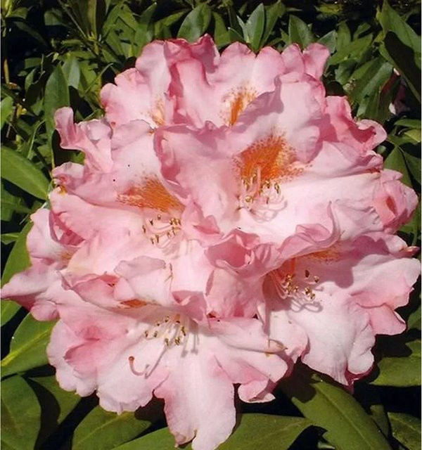 INKARHO Rhododendron Pink Cherub Alpenrose in Pink - Bild 1