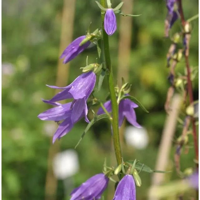 Rapunzelglockenblume Campanula rapunculoides lila mehrjährige Gartenpflanze von Nr-01.de - Bild 1