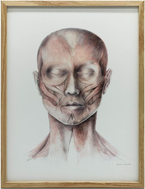 Anatomisches Poster Mimische Gesichtsmuskeln Ansicht von vorne Stirnansicht auf Leinwand von iKable - Bild 1