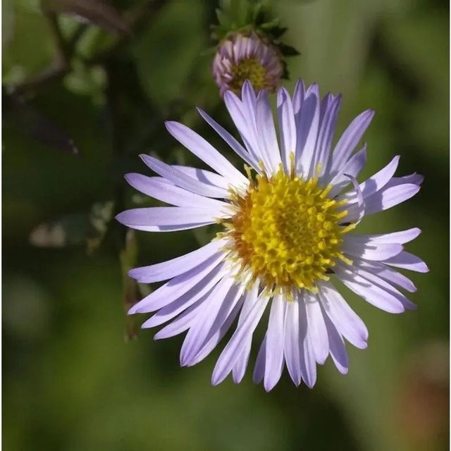 Herbstaster Ezo Murasaki Aster ageratoides in Lila von Nr-01.de - Bild 1
