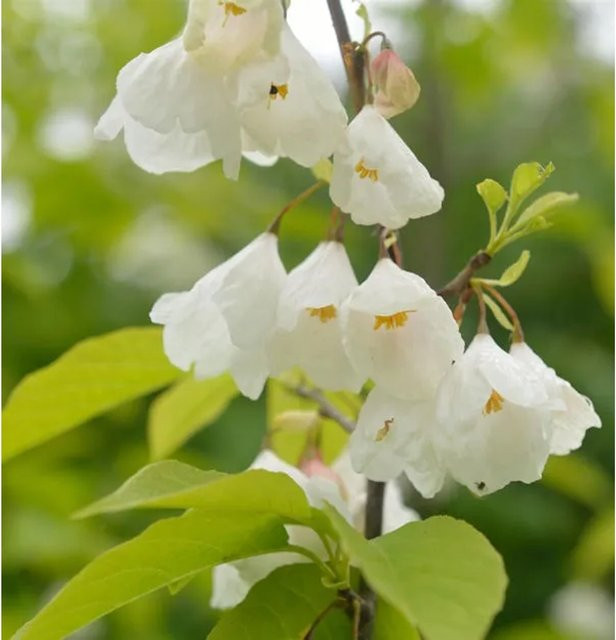 Halesia carolina Schneeglöckchen Baum mit weißen Blüten für deinen Garten, Höhe: 40-60 cm - Bild 1