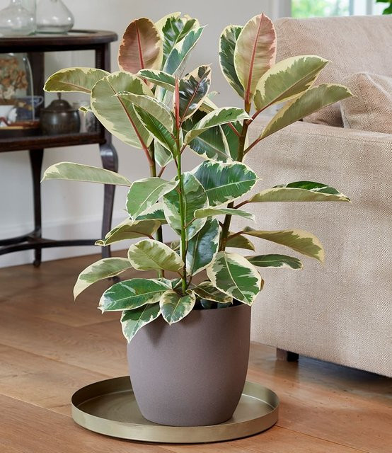 Weißbunter Gummibaum Tabletop mit Marmorierung in Weiß und Grün, Höhe: 55 cm - Bild 1