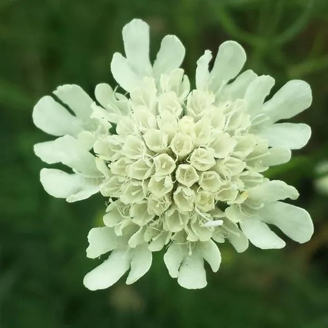 6er Set Arborix Skabiose Moon Dance Scabiosa ochroleuca Schmetterlingspflanze, gelb-weiß, Topf 9 cm - Bild 1