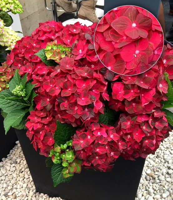 Freiland-Hortensie Ruby Tuesday - Bild 1