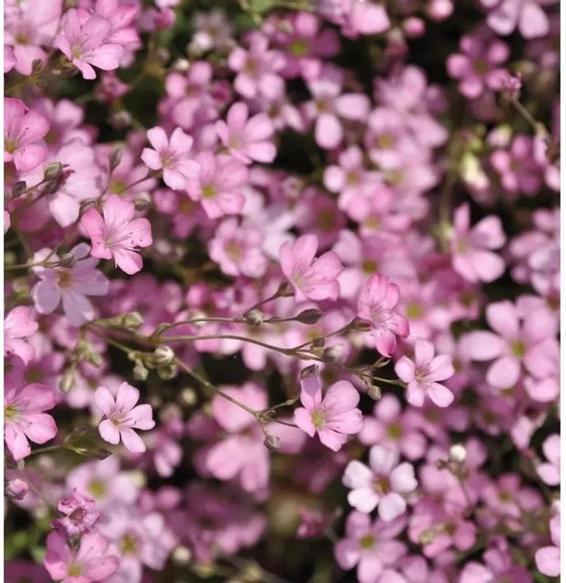 Kriechendes Schleierkraut Rosa Schönheit Gypsophila repens Bodendecker in Rosa - Bild 1
