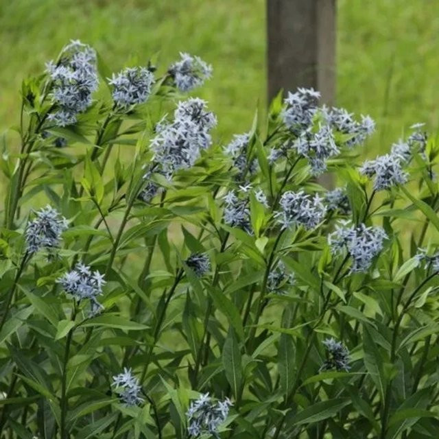 6er Set Blausternstrauch Amsonia tabernaemontana von Arborix im 9 cm Topf mit hellblauen Blüten - Bild 1