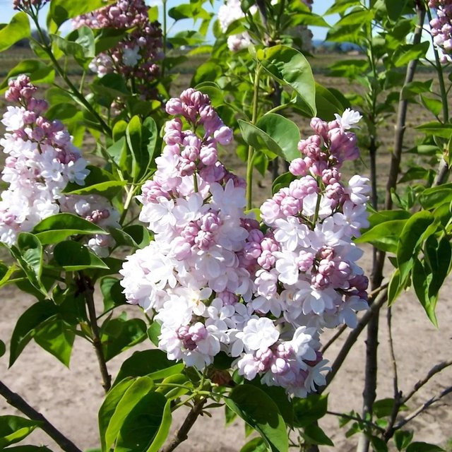 Arborix Edelflieder Belle de Nancy Syringa vulgaris in Pink/Lila, duftende Blüten im Container, Höhe: 40 bis 60 cm - Bild 1