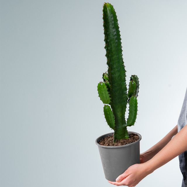 BLUME2000 Kaktus-Wolfsmilch Euphorbia Acurensis in Grün für Innenräume und volle Sonne - Bild 1