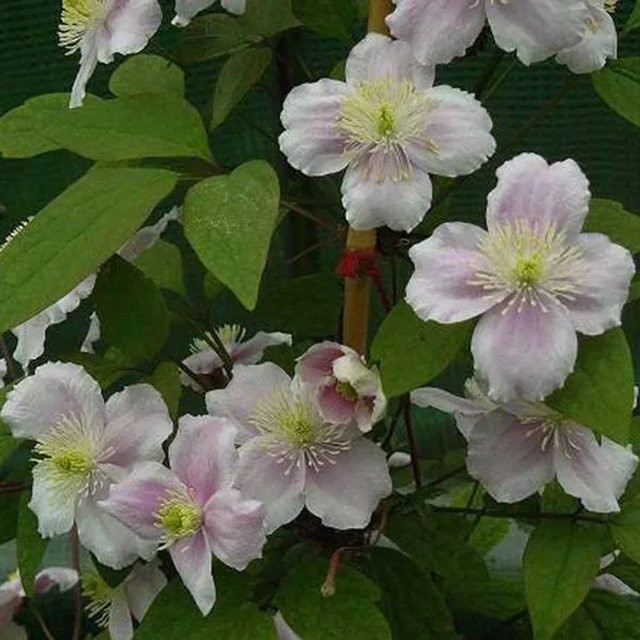 Arborix Berg-Waldrebe Rubens Clematis montana Kletterpflanze in Pink, 50 bis 60 cm im Container - Bild 1