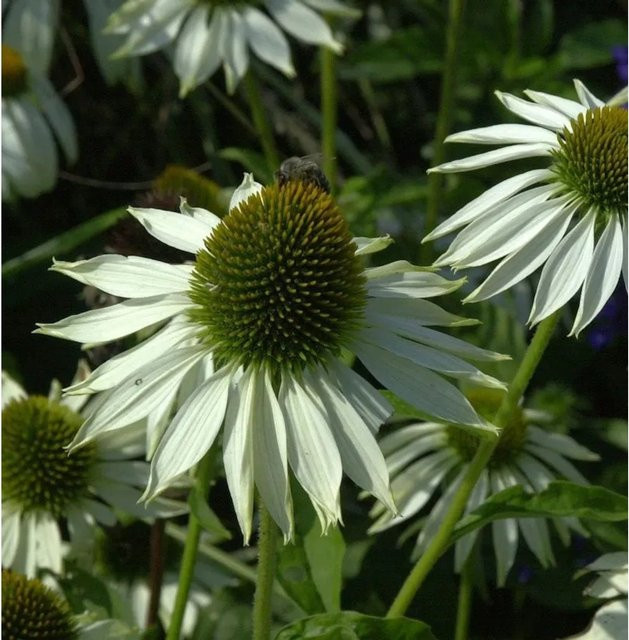 Sonnenhut White Swan Echinacea purpurea in Weiß - Bild 1