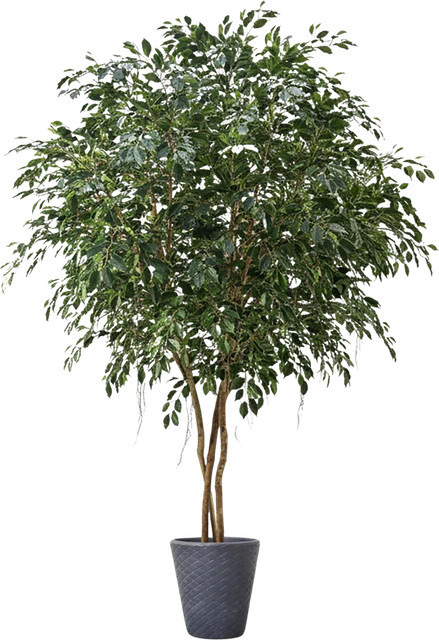 Aplanta Künstlicher Ficus Gajus Baum in 400 cm Höhe - Bild 1