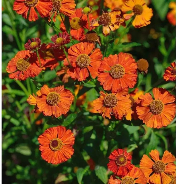 Helenium Sonnenbraut Indianersommer orange Beetpflanze Gartenpflanze - Bild 1