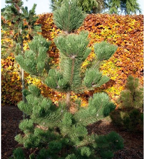 Österreichische Schwarzkiefer Pinus nigra Oregon Green, Höhe: 80-100 cm - Bild 1