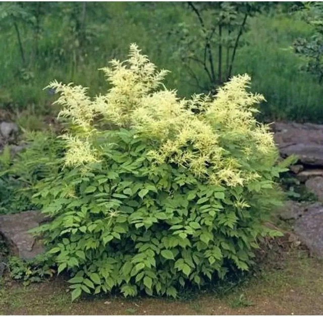 Waldgeißbart Kneifii Aruncus dioicus mehrjährige Pflanze für den Freilandgarten - Bild 1