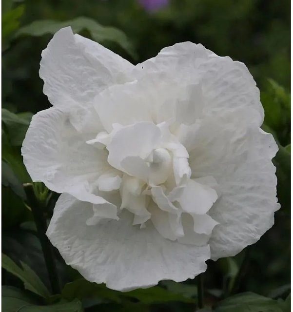 Garteneibisch White Chiffon Hibiscus syriacus in Weiß von Nr-01.de - Bild 1