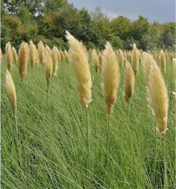 Pampasgras Cortaderia selloana Pumila von Nr-01.de im Topf - Bild 1