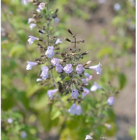 Calamintha nepeta Marvelette Blue Kleinblättrige Bergminze als Stauden im Topf