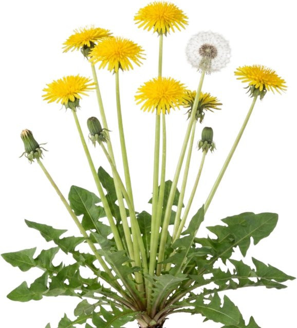 LaCaTho Löwenzahn Samen Taraxacum Officinale mit 500 g für gelbe Blüten und als Speisepflanze - Bild 1