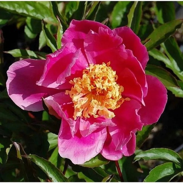 Edelpfingstrose Doreen Paeonia actiflora in Pink als mehrjährige Gartenpflanze - Bild 1