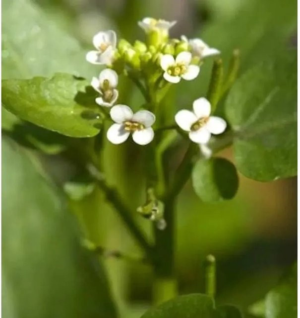 Brunnenkresse Nasturtium officinale Wasserpflanze für den Teich von Nr-01.de - Bild 1