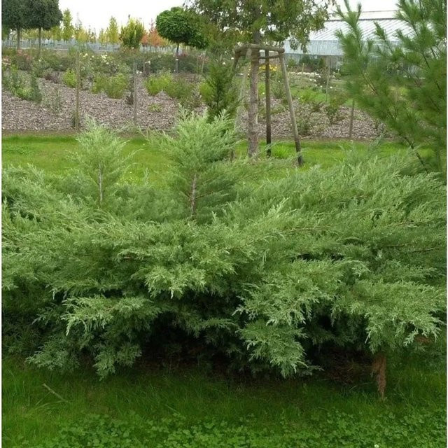 Grauer Pfitzerwacholder Hetzii Juniperus media in Grau und Grün, Höhe: 35 cm - Bild 1