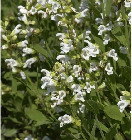 Echter Salbei Albiflora Salvia officinalis als mehrjährige Gewürz- und Duftpflanze in Weiß und Grün