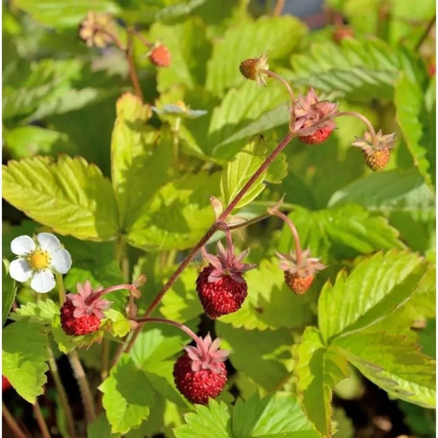 Walderdbeere Alexandria Fragaria vesca rote Frucht für den Garten und Staudengarten - Bild 1