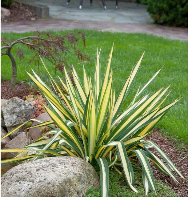 Yucca filamentosa Palmlilie Colour Guard im Topf von Nr-01.de - Bild 1