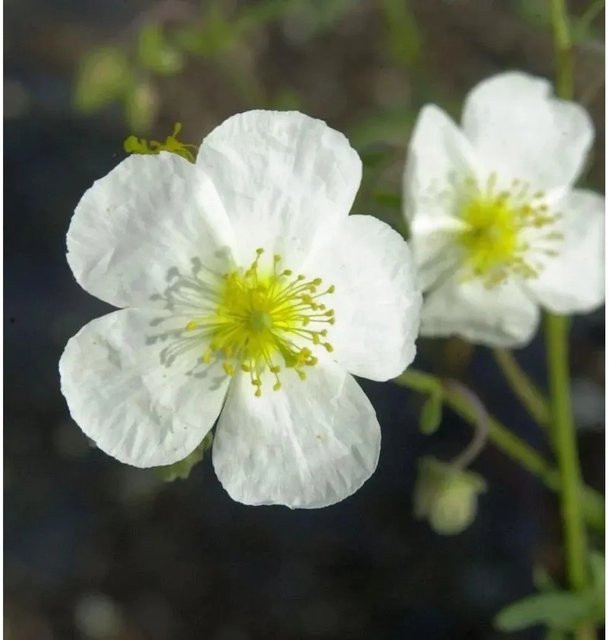 Sonnenröschen Eisbär Helianthemum als weißer Bodendecker für Steingärten und Einfassungen - Bild 1