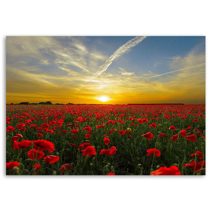 Leinwandbild Rote Mohnblumen bei Sonnenuntergang von Feeby, Motiv Landschaft und Floral, B/H: 60 x 40 cm, mehrfarbig auf MDF-Rahmen gespannt - Bild 1