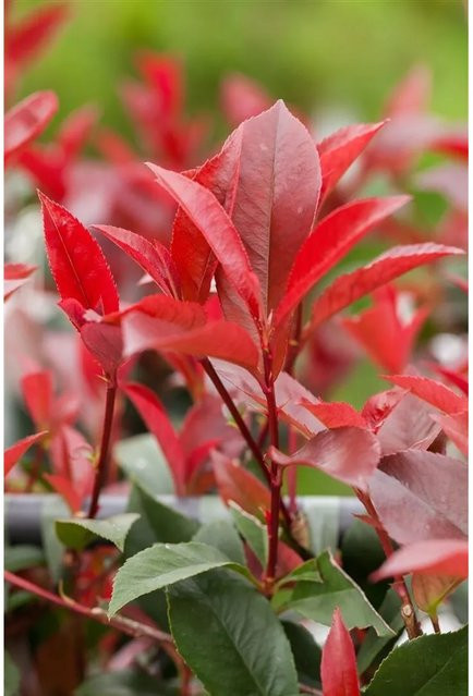 Photinia Fraseri Devils Dream Glanzmispel Rot, Höhe: 80–100 cm - Bild 1