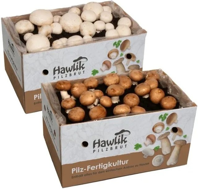 Hawlik Pilzbrut Pilzzuchtset-Bundle für Champignons mit 2 Zuchtsets für weiße und braune Champignons für Anfänger - Bild 1