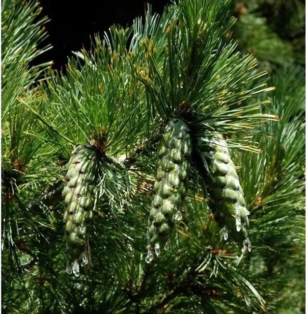 Mazedonische Kiefer Pinus peuce in Grün, Höhe: 40-50 cm - Bild 1
