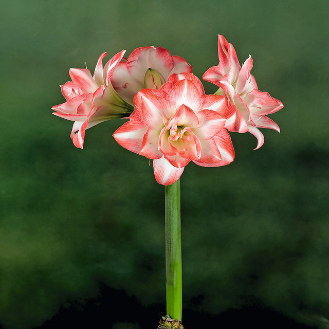 Amaryllis Blossom Peacock Blume in Weiß, Rot, Pink und Mehrfarbig von BLUME2000 - Bild 1