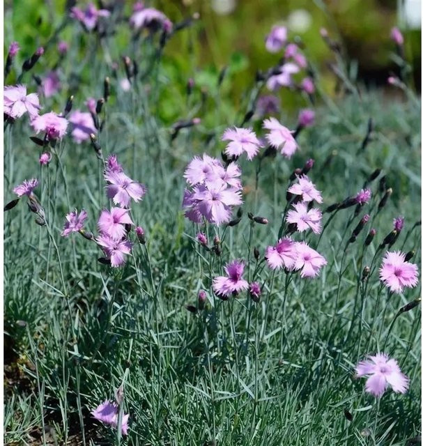 Pfingstnelke Dianthus gratianopolitanus als mehrjährige Staude von Nr-01.de für Steingarten und Naturgarten - Bild 1