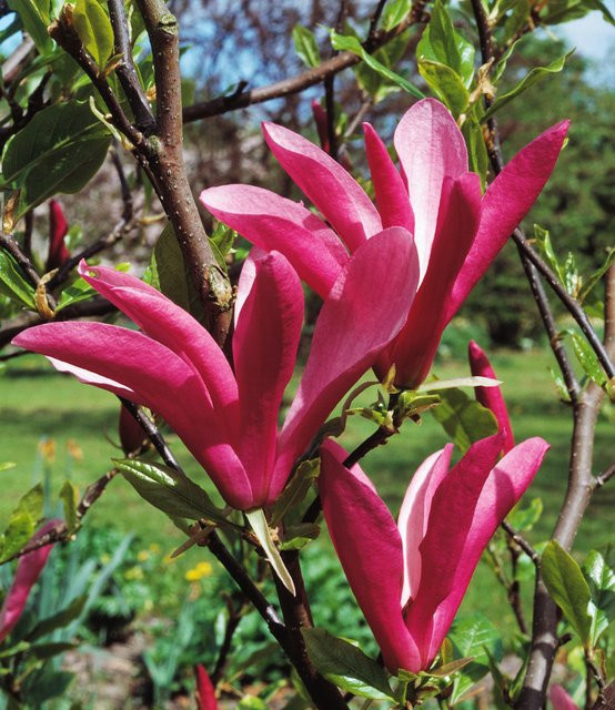 Purpur-Magnolie - Bild 1