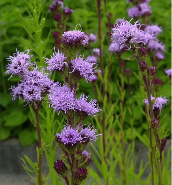 Liatris aspera Rohrblütige Prachtscharte lila mehrjährige Gartenpflanze von Nr-01.de - Bild 1