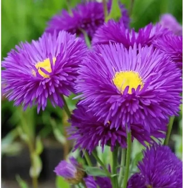 Feinstrahlaster Schwarzes Meer Erigeron cultorum als mehrjährige Beet- und Schnittpflanze von Nr-01.de - Bild 1
