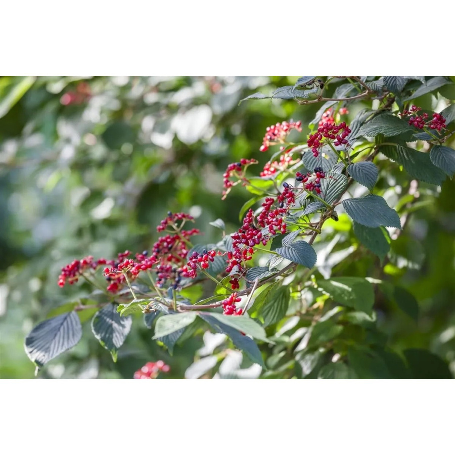 Viburnum Lantana Wolliger Schneeball von Pflanzen für dich, pflegeleichte Heckenpflanze für Garten und Staudenbeet, Höhe: 60–100 cm - Bild 2