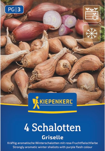 Kiepenkerl Winterschalotte Griselle mit 4 Zwiebeln - Bild 1