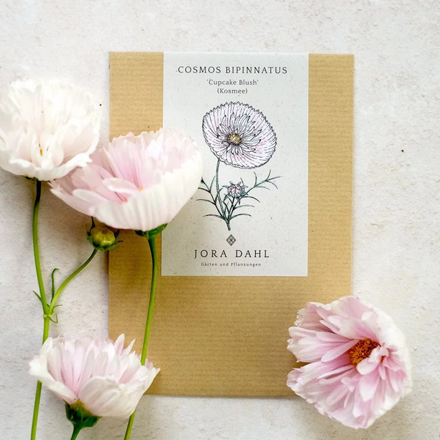 Jora Dahl Saatgut Kosmee Cupcake Blush Blumensamen für Garten und Balkon - Bild 1