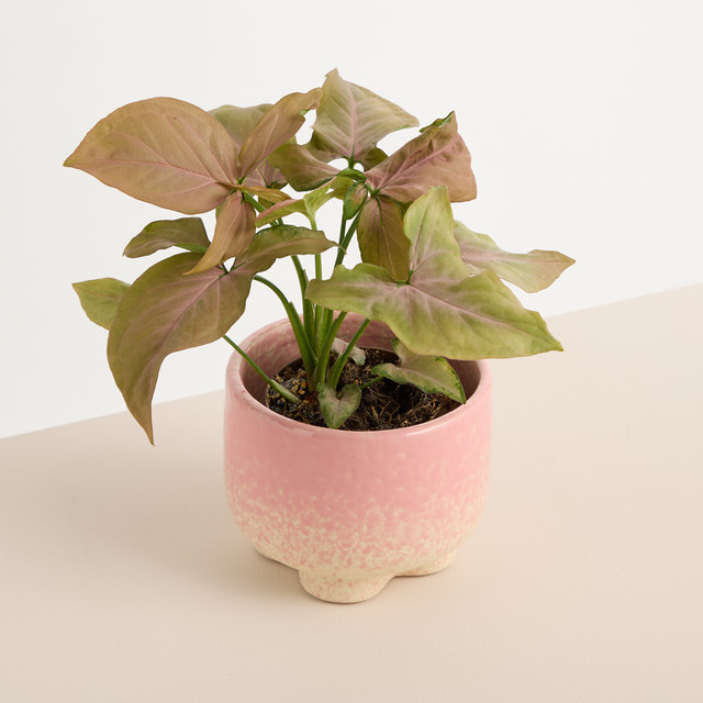 Keramik Übertopf BLUME2000 in Pink für die Tischdekoration, Höhe: 12,0 cm, Breite: 10,5 cm, Tiefe: 10,0 cm - Bild 1