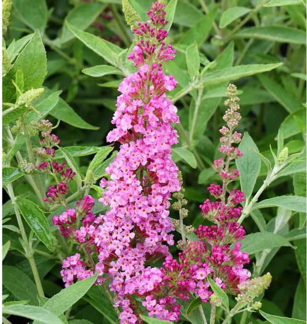 Buddleja Schmetterlingsstrauch Soft Pink für Balkon, Terrasse und Hecken - Bild 1
