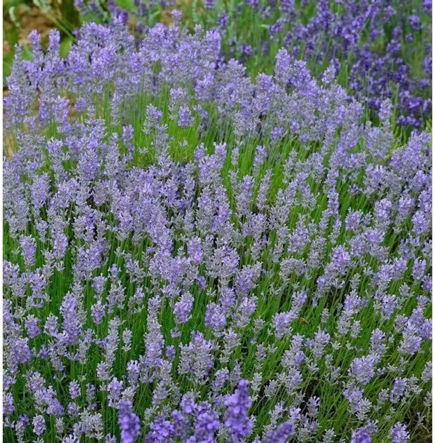 Lavandula intermedia Lavendel Grosso lila Stauden von Nr-01.de - Bild 1