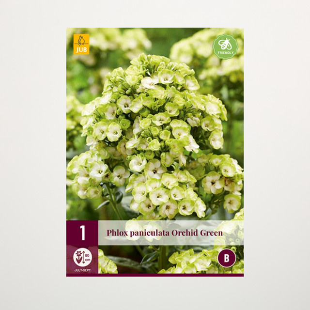 Phlox paniculata Orchid Green Staudenwurzel von BLUME2000 - Bild 1