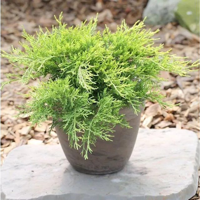 Goldgelber Wacholder Old Gold Juniperus media als Zierstrauch für den Garten - Bild 1